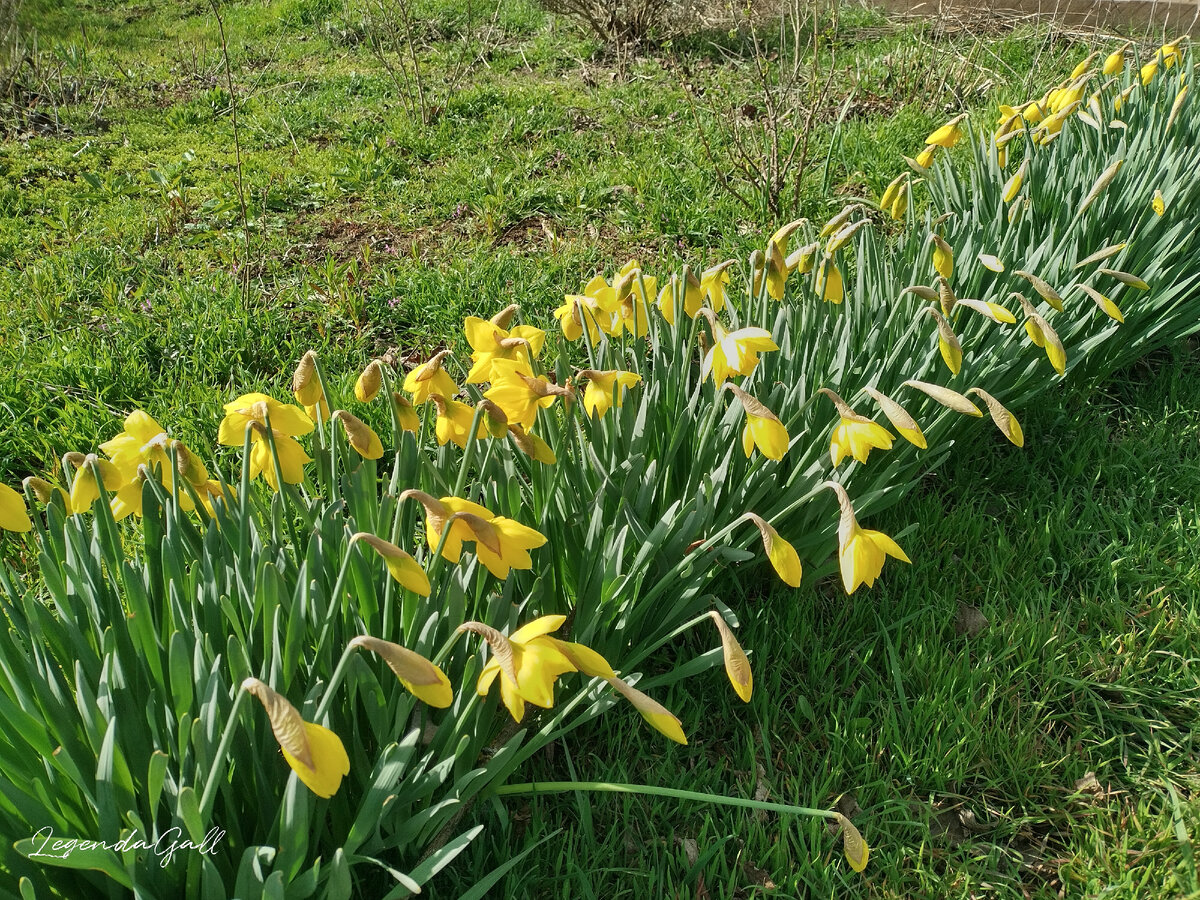 Много желтых нарциссов