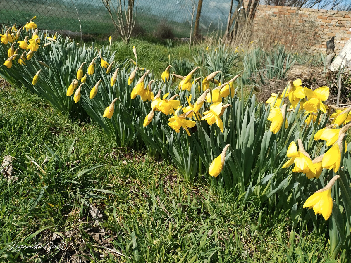 Нарциссы. Желтые