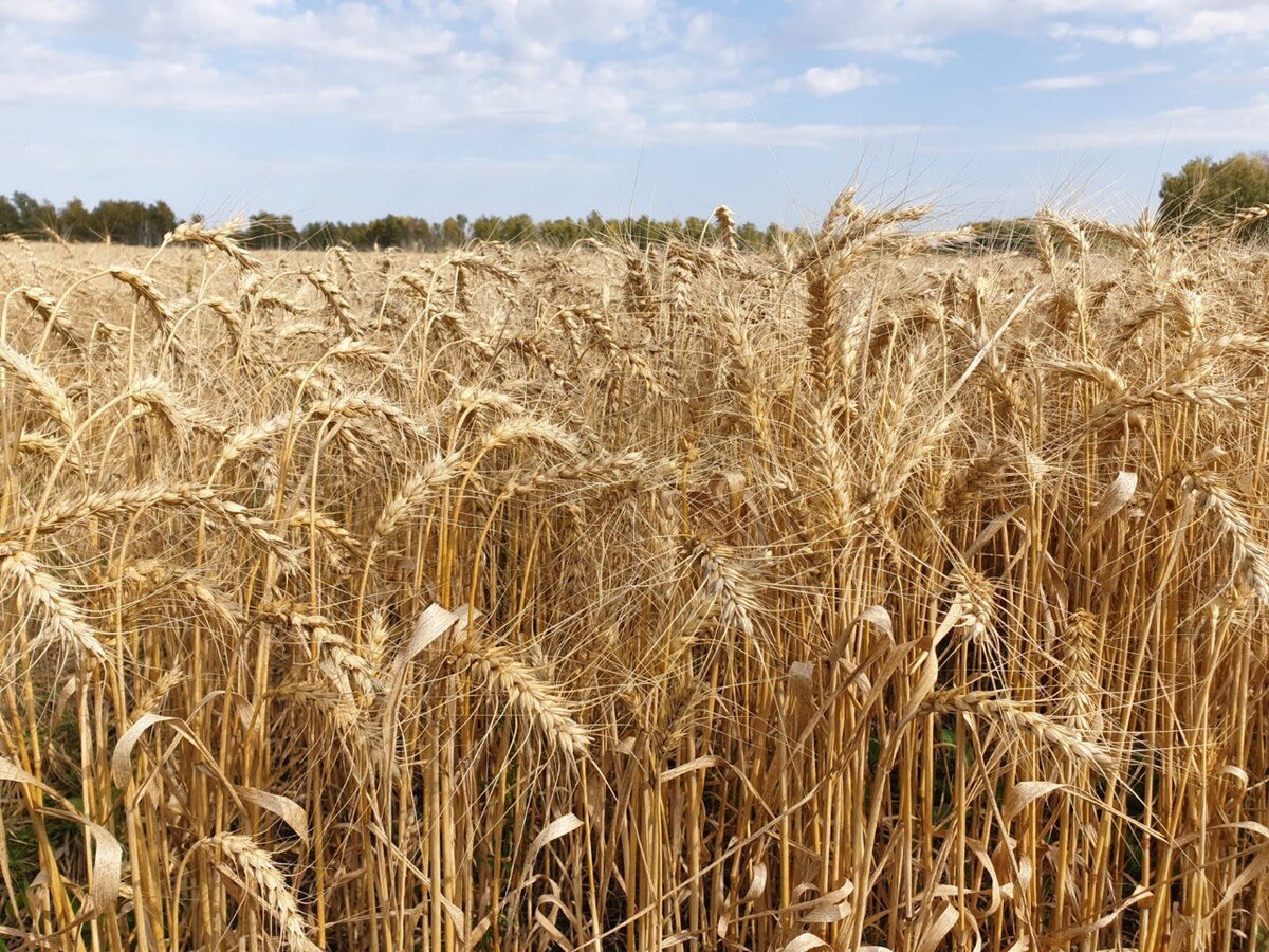 Наша пшеница