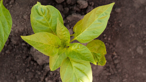    Почему желтеет рассада перца и что с этим делать: советы эксперта Ирина Петрова