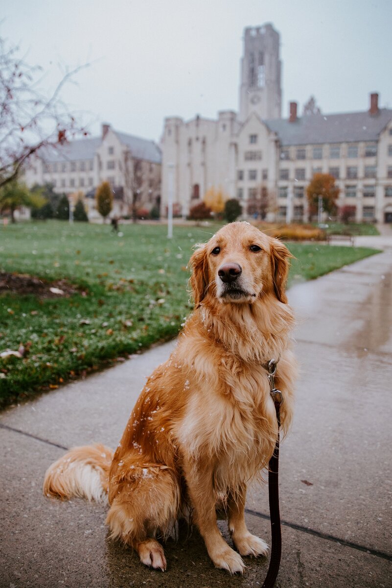 Университет Толедо зимой и милая собачка
