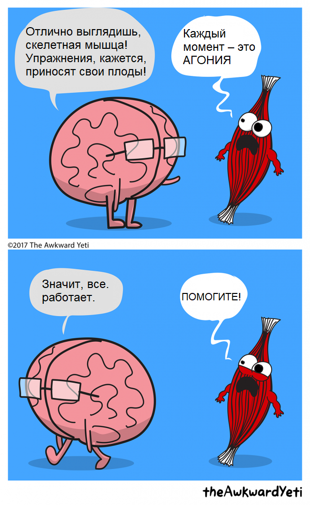 соматическая нервная система. регуляция метаболизма гликогена в мышцах. метаболизм скелетных мышц. работу скелетных мышц регулирует. отделы нервной системы человека соматическая и вегетативная.