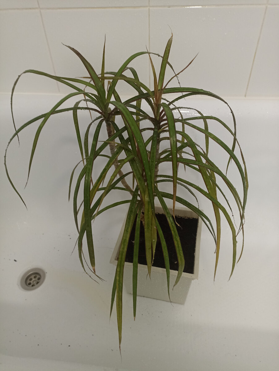 Драцена желтеет пятнами, отсушивает и сбрасывает листья, даже самые молодые