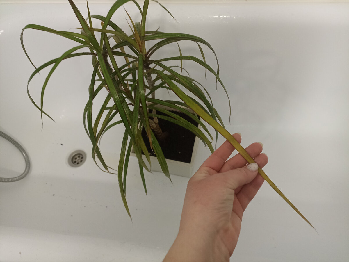 Драцена желтеет и болеет