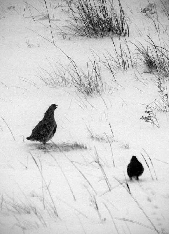 Кричит. Эта фотка мне самому понравилась, захотелось сделать в ЧБ.