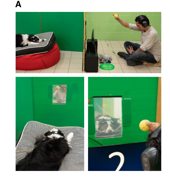   Marianna Boros et al. / Current Biology, 2024