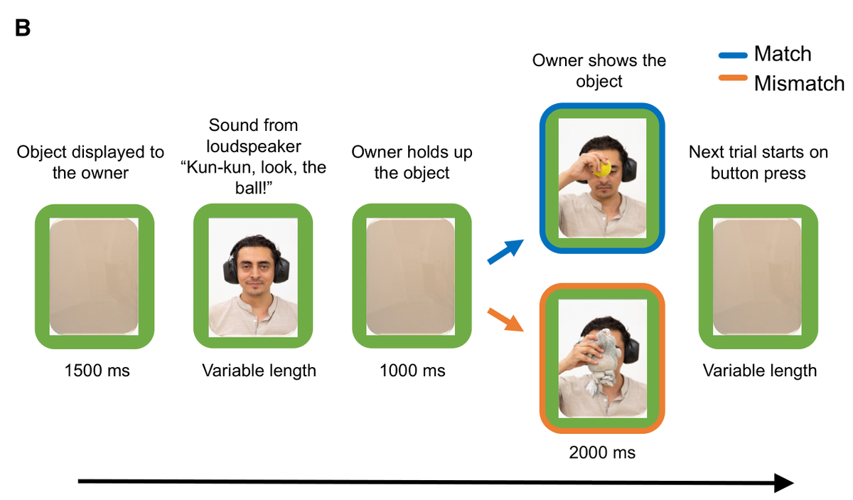   Marianna Boros et al. / Current Biology, 2024