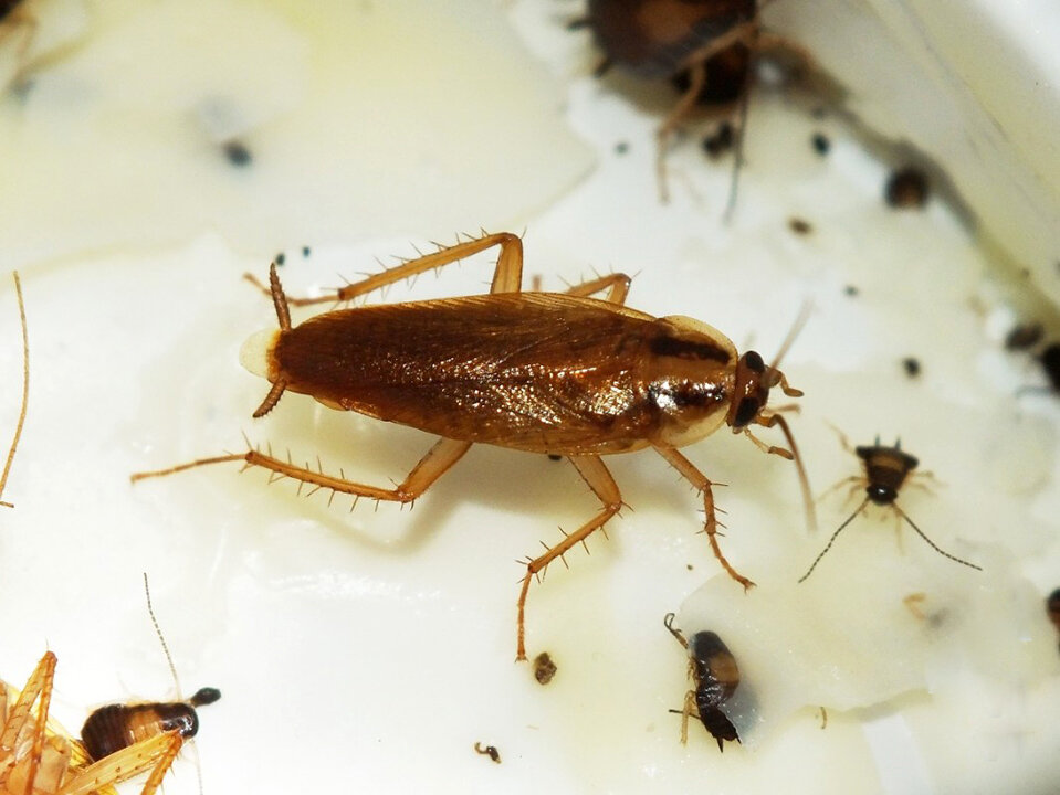 Рыжий таракан- прусак