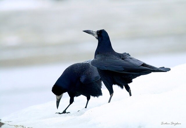    Грачи вернулись из теплых краев в середине марта