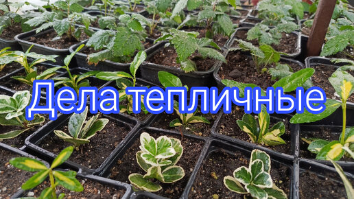 ОТКРЫЛА ТЕПЛИЧНЫЙ СЕЗОН.ДЕЛА ТЕПЛИЧНЫЕ 🤗🌷😇