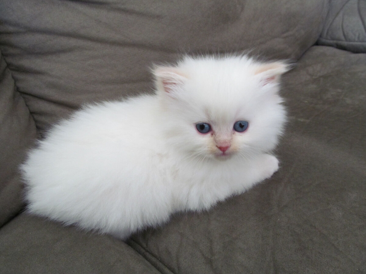 Белый котенок Мурзик