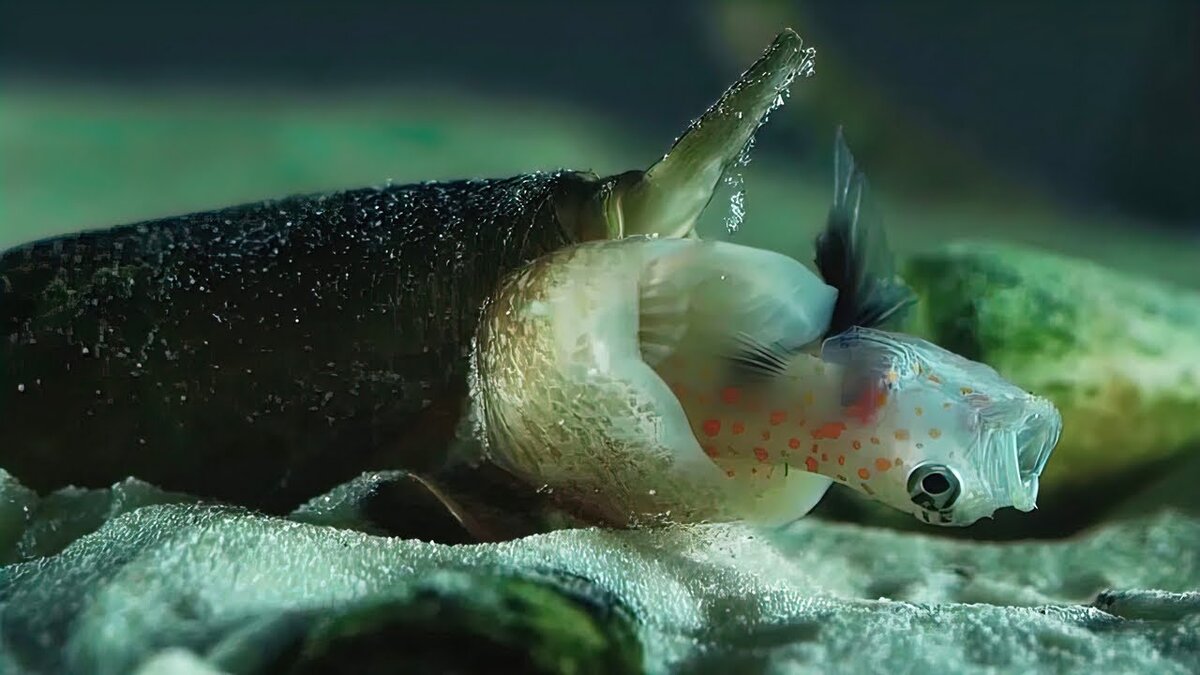 улитка осьминог