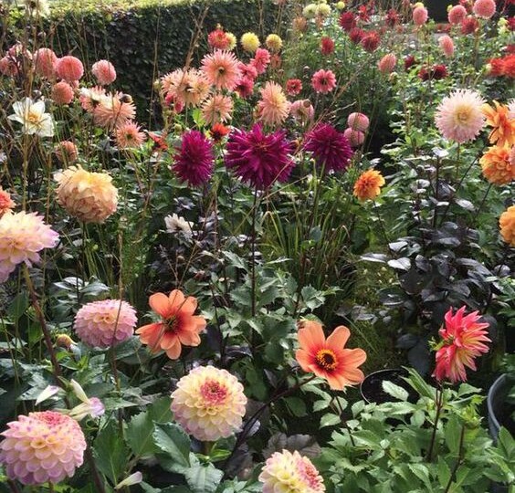 10 неприхотливых цветов, которые украсят дачу и сад: соседи обзавидуются