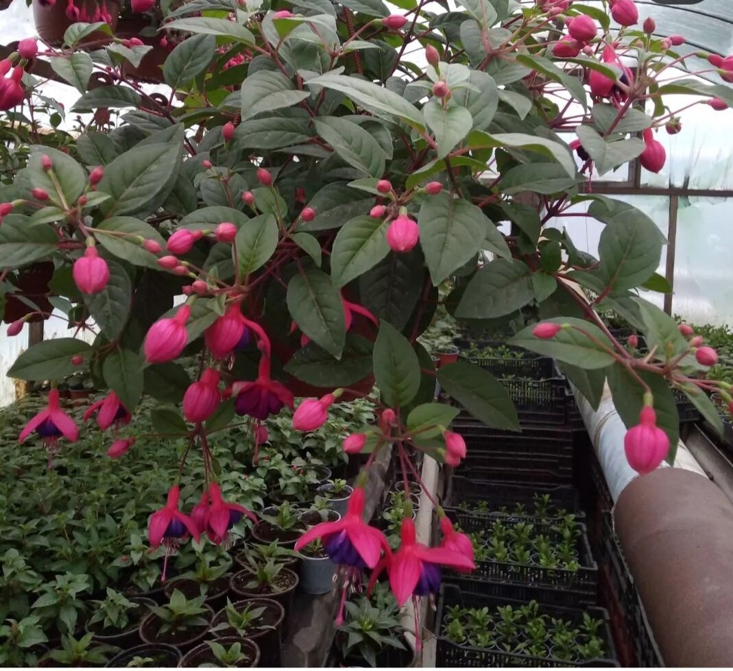 Красавица фуксия, или в народе балерина.