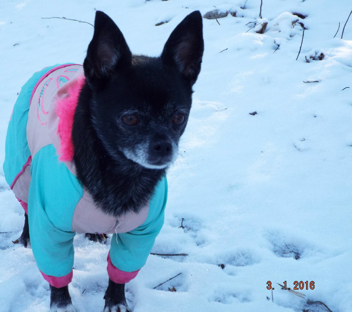 Снег не испортит нам прогулку!