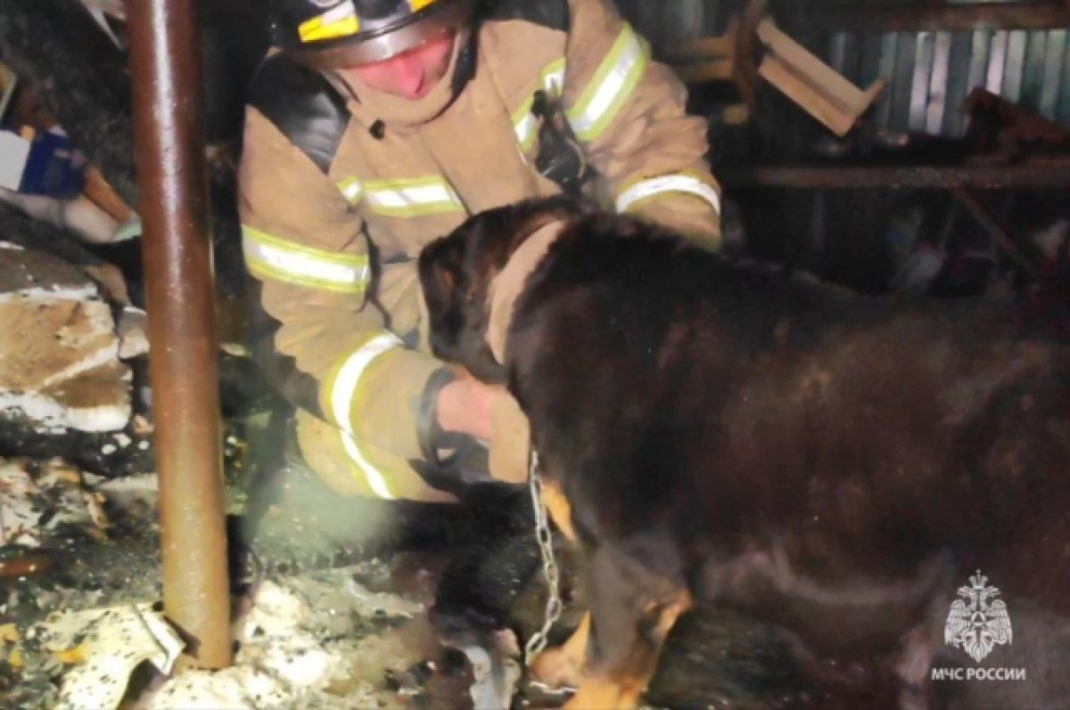    В Перми пожарные спасли привязанного на цепь возле горящего дома пса
