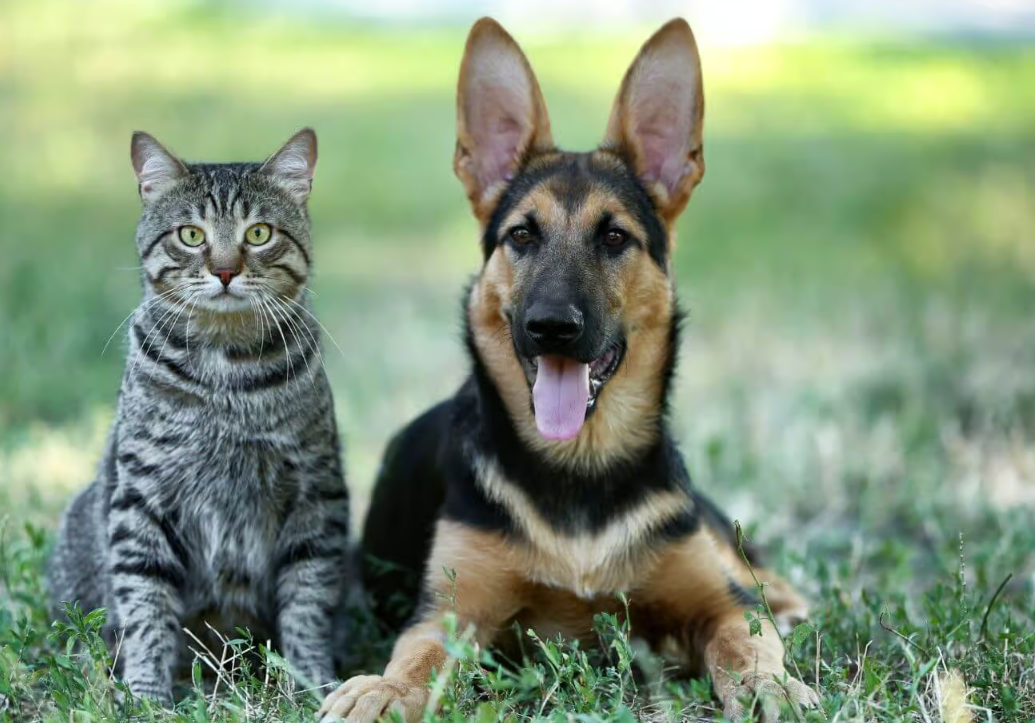 Кошки и собаки могут отлично ладить между собой и даже общаться