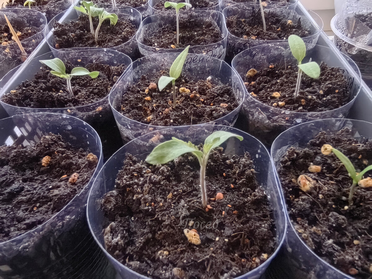 В первые дни и недели семядольные листья - основные питающие (просто других ещё нет).