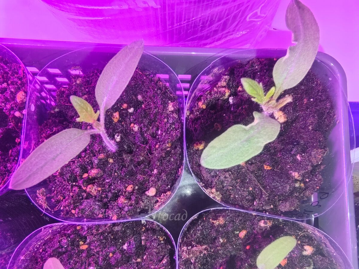 А бывает, что семядольные листики дефектные от рождения. Видимо семечко было повреждено. 