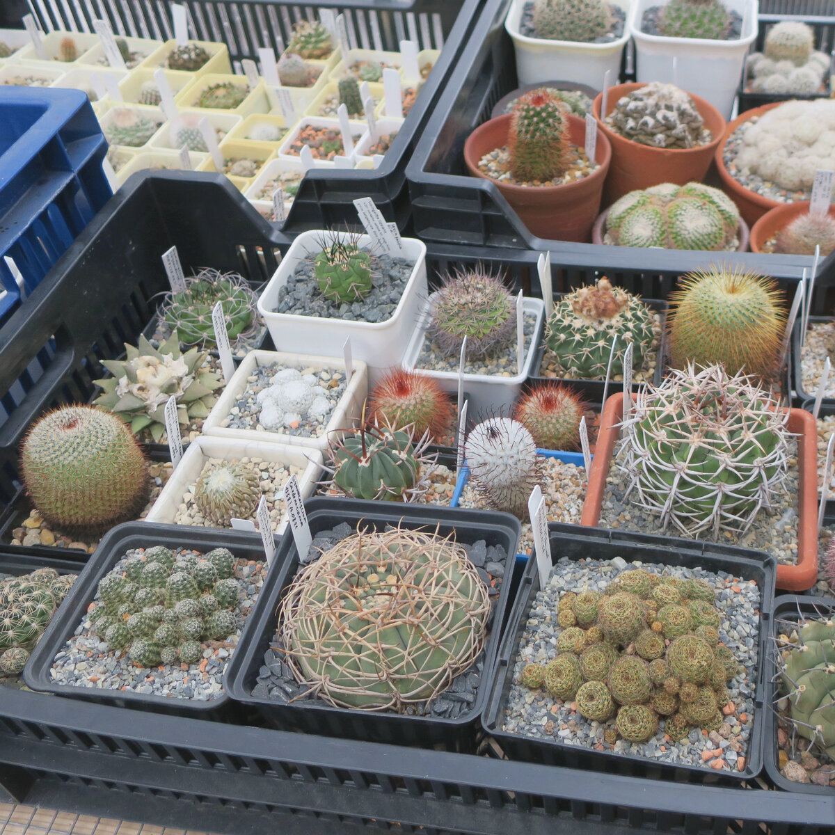 Кактусы в теплице