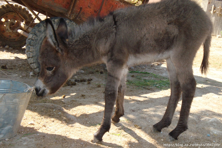 Одинокий крымский ослик из 2009 года.