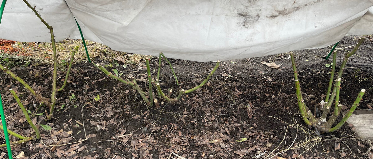 ЭТИ ЕЩЕ СПЯТ