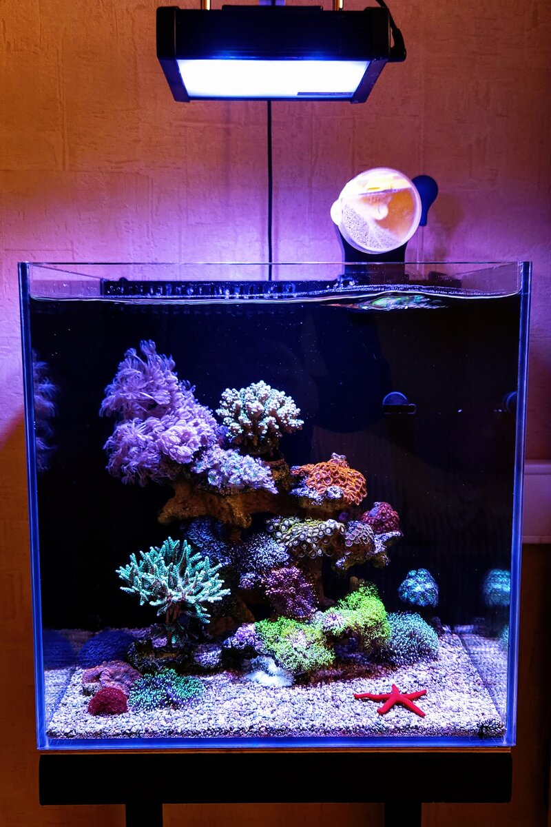 Мой аквариум сегодня.