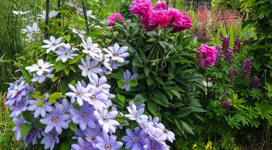 💖Виды растений, для подсадки к клематисам в ноги. Это не дань моде, а залог разрастания куста