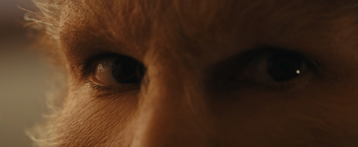 Кадры из фильма "Королевство зверей" (реж. Тома Кайе, 2023 г.)