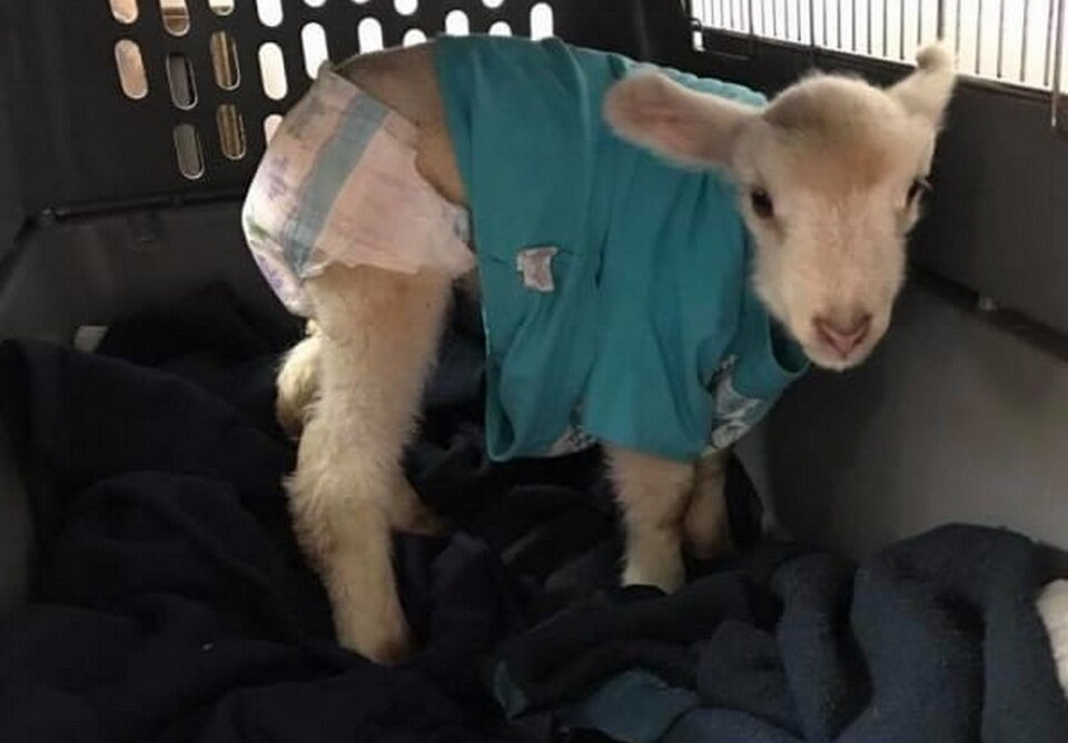 Чарли было всего несколько дней, когда его забрали с фермы