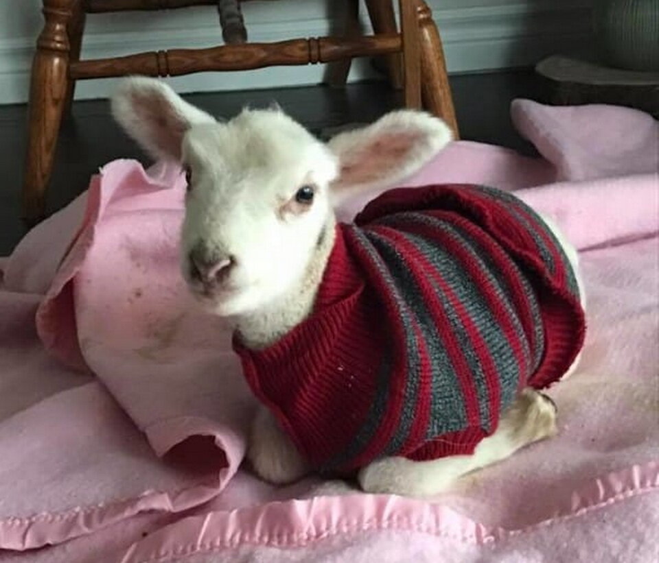 Ягненок был слишком слаб, и фермер решил от него избавиться