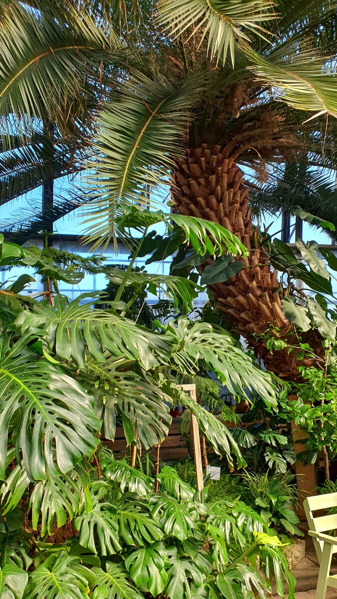 Пальма в оранжерее Таврического сада