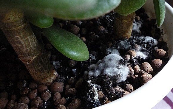 Плесень в цветочных горшках. Что делать