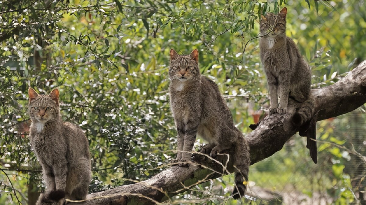 Австралийские дикие кошки/ © ixbt.com