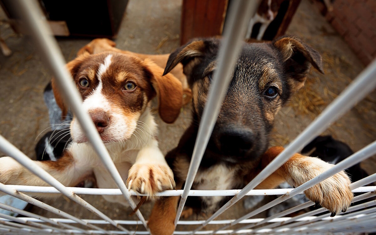 закон № 32-ФЗ "О поддержке приютов для животных"