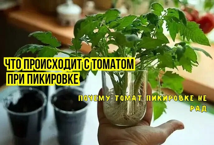 Вот почему рассаде томата не нужны "мощные" корни: 3 причины не пикировать. И как мы томаты воды и питания сами лишаем: мнение агрономов