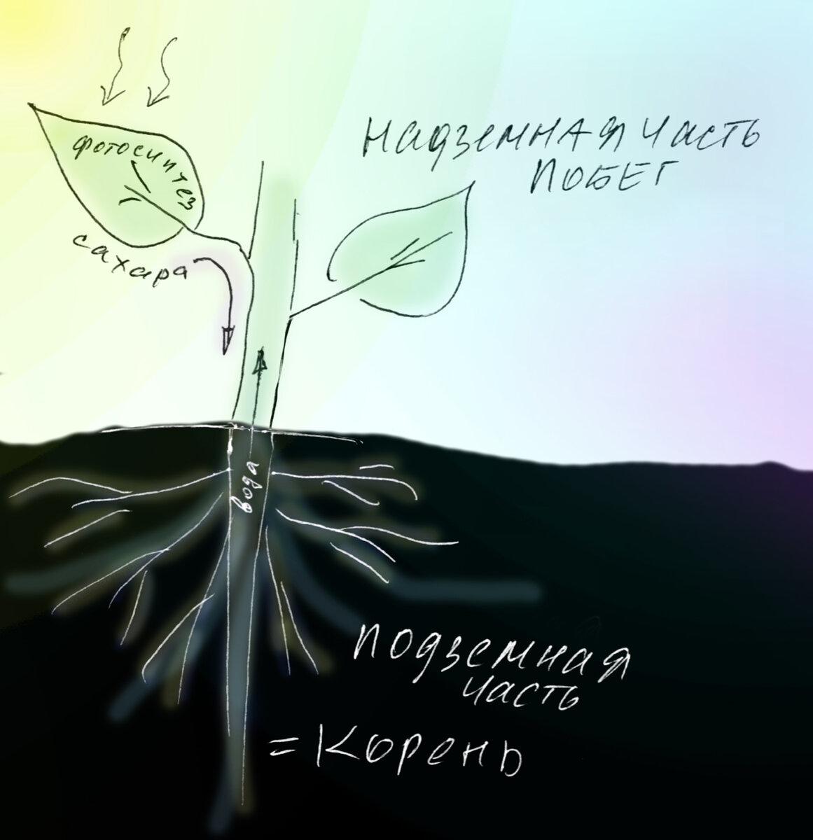 Части растения - корень (подземная) и побег (надземная)