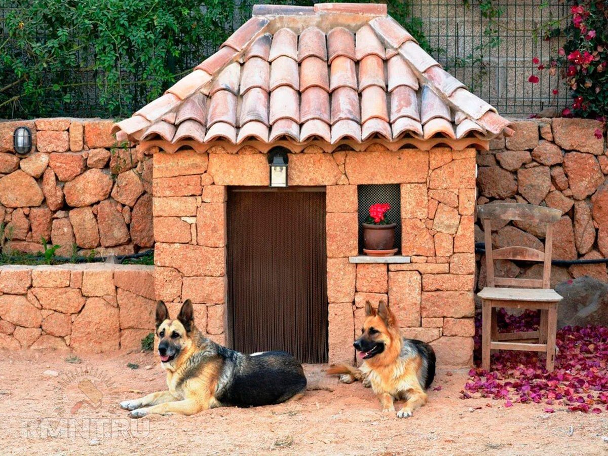   Фото sobakovod.club