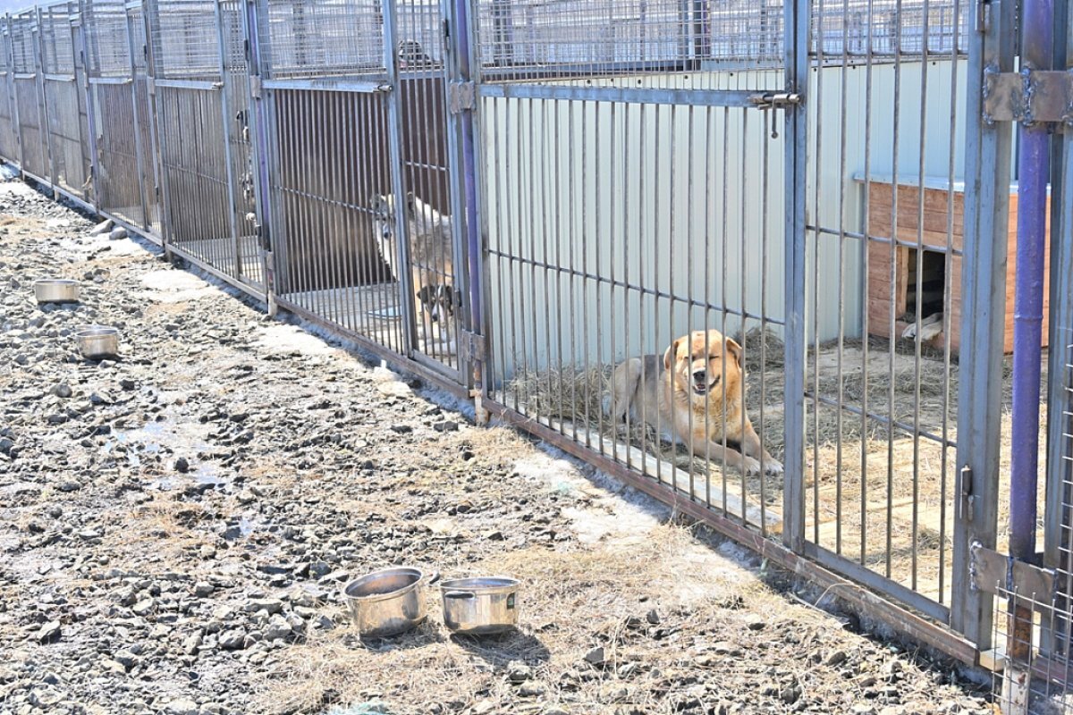    Первых животных поселили в новом приюте в Хабаровске