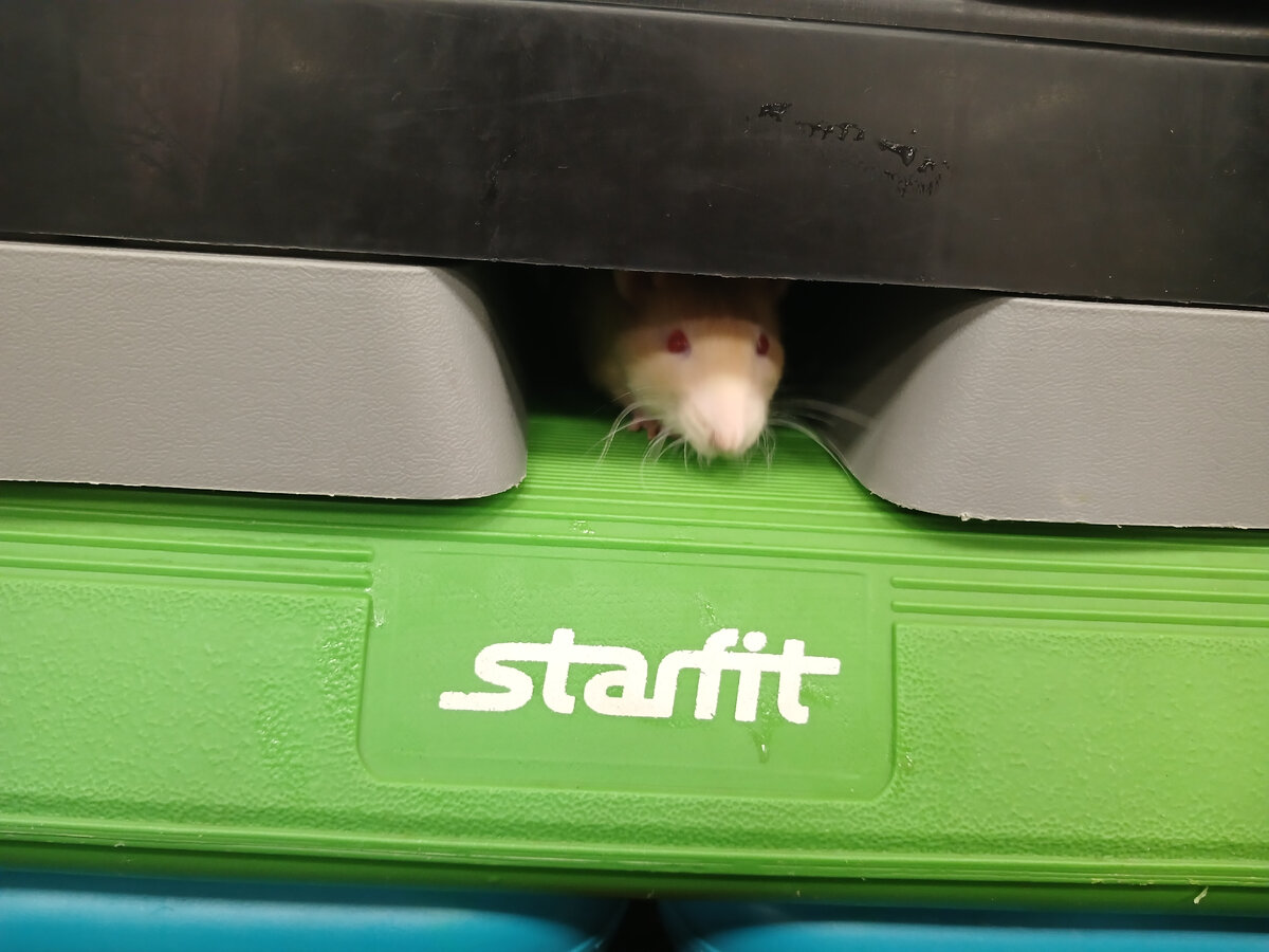 Вот она эта мышь