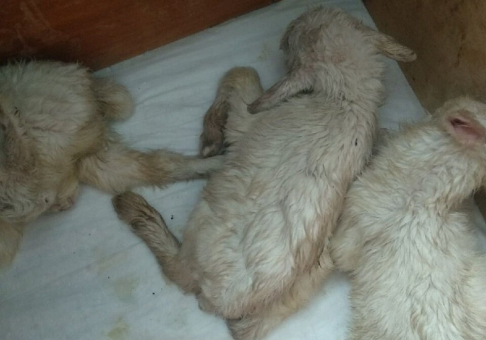 Вот эти крохи замерзали в мусорном баке среди отходов в -15°C 