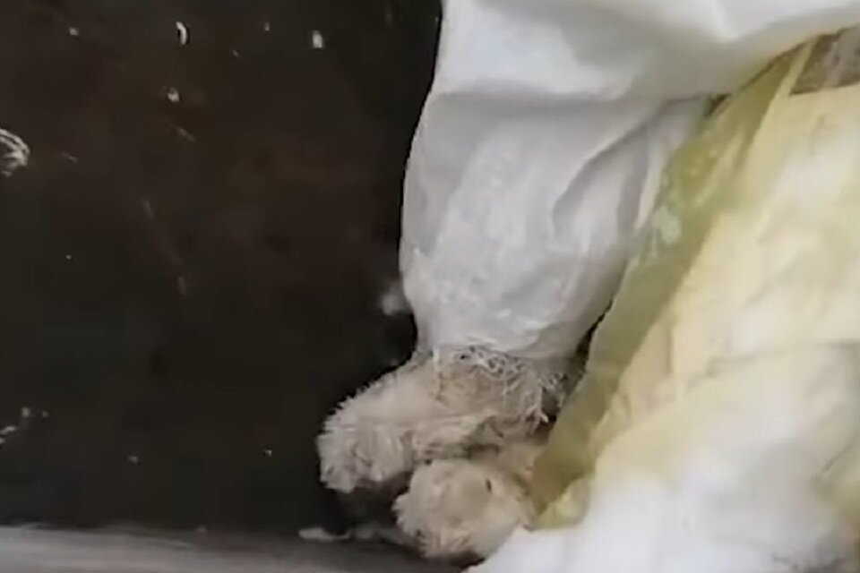 Животные в мусорке