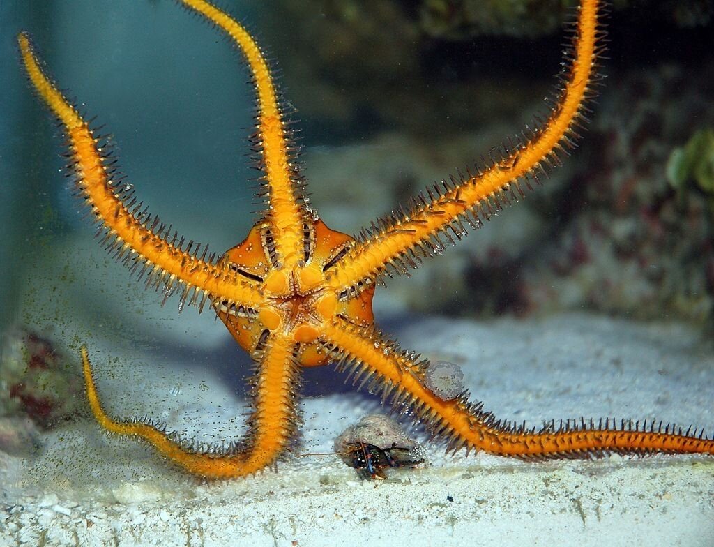 Уникальное животное океана