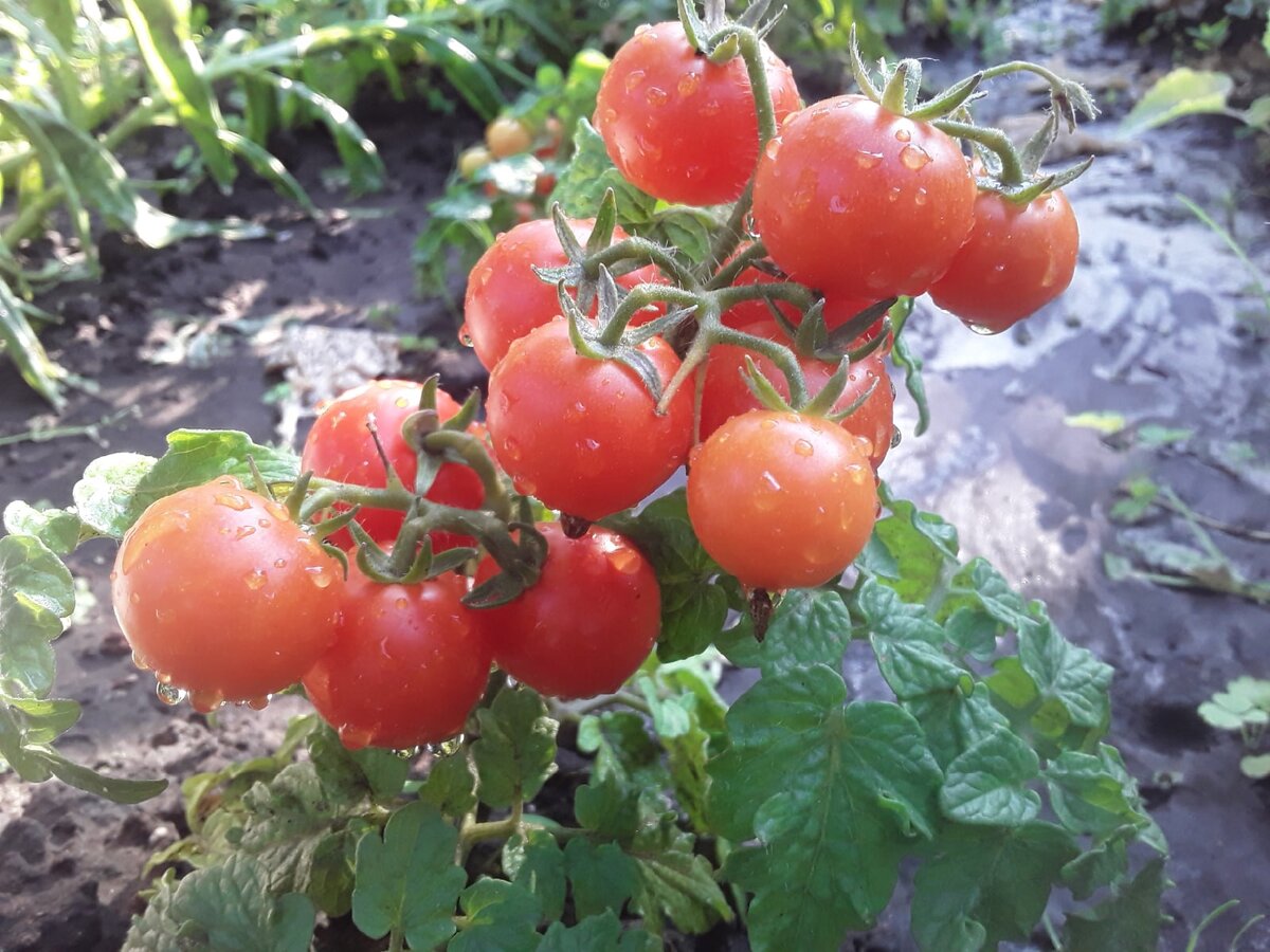 Томаты черри, сорт Красная Жемчужина