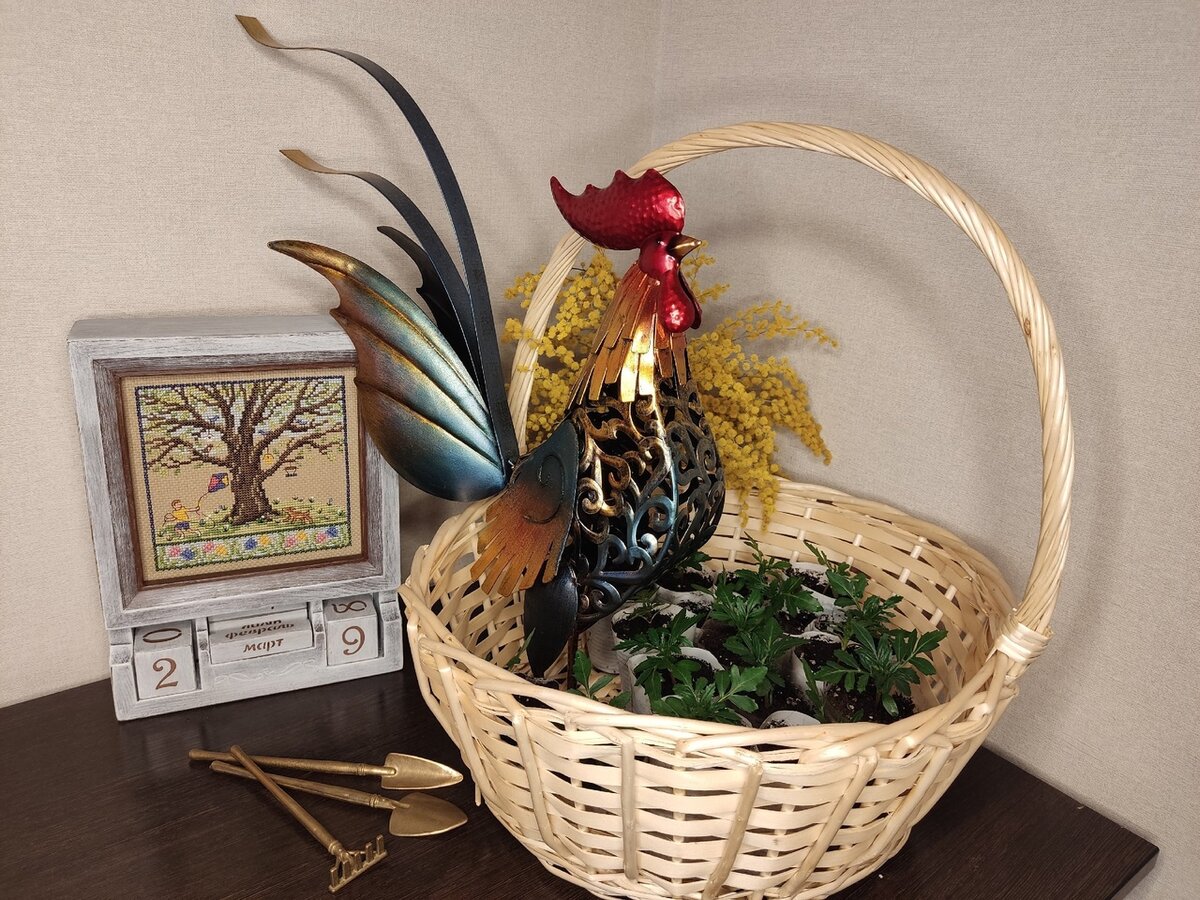 Бархатцы на двадцатый день после посева