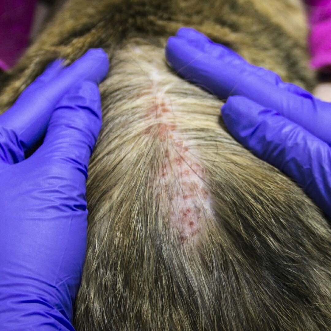 блошиный дерматит