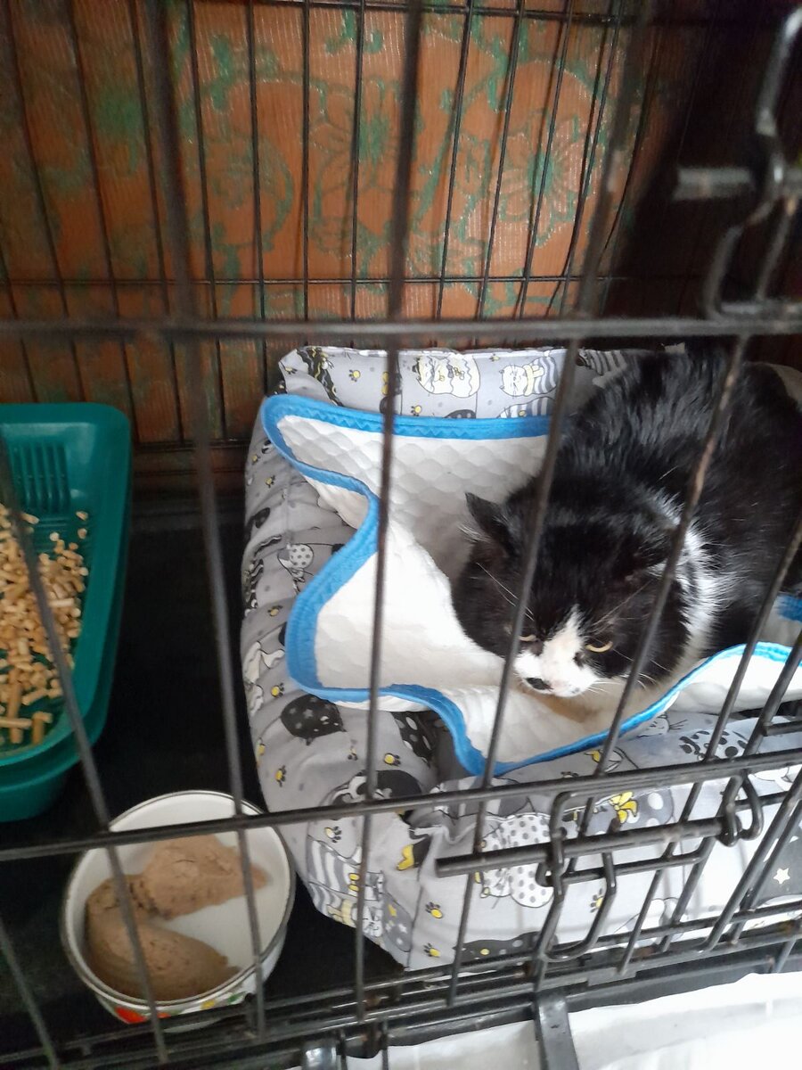 Кушает хорошо, в миске добавка после сытного обеда) 