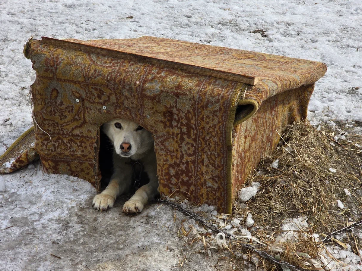 Собака спасла от дронов. Спасение животных якутия. Вулканическая собака. Собака спасла от дронов. Собака спасла от дронов.