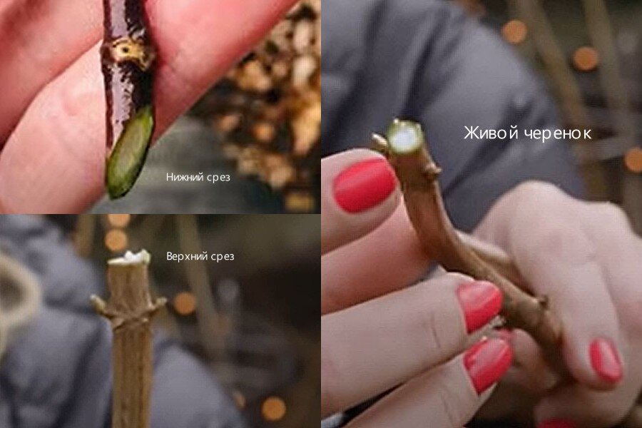 На живом черенке камбий зеленого цвета