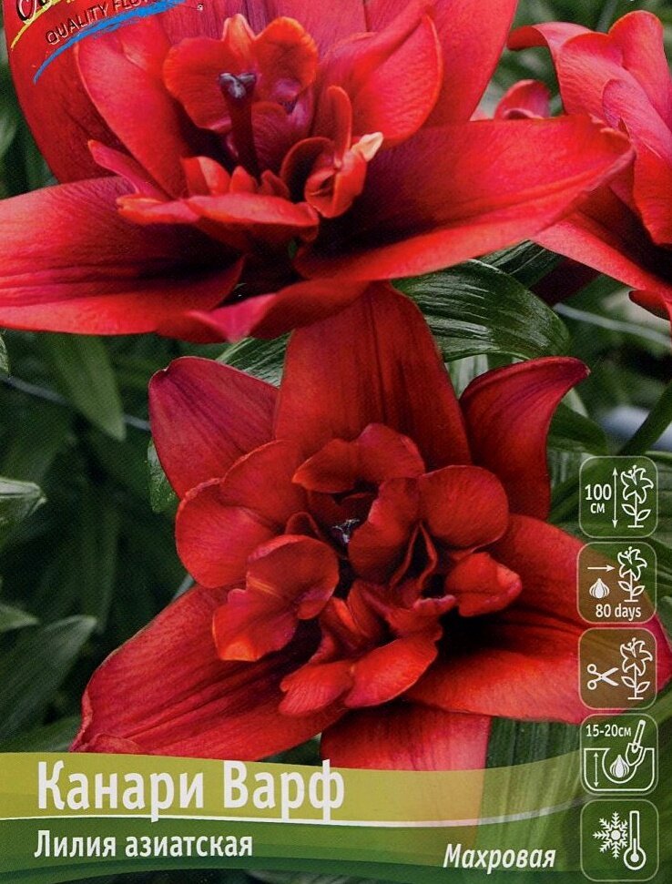 Лилия канари